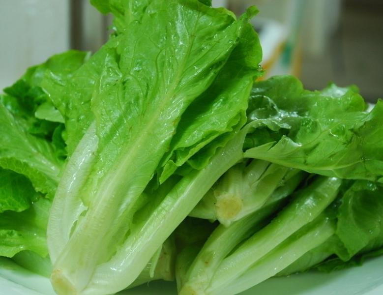 散叶生菜特写：新鲜翠绿的散叶生菜整株，叶片舒展呈莲座状，边缘微波浪，叶脉清晰，表面覆有薄层天然蜡质光泽，无黄斑、无褐变、无虫孔，根部洁白带少量须根