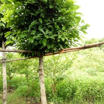 本花场有三百棵十三至二十分米径的萍婆，六旺树出售。