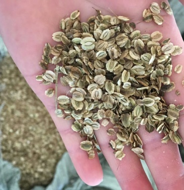 [白芷种子批发]白芷种子价格15.11元/斤 - 一亩田