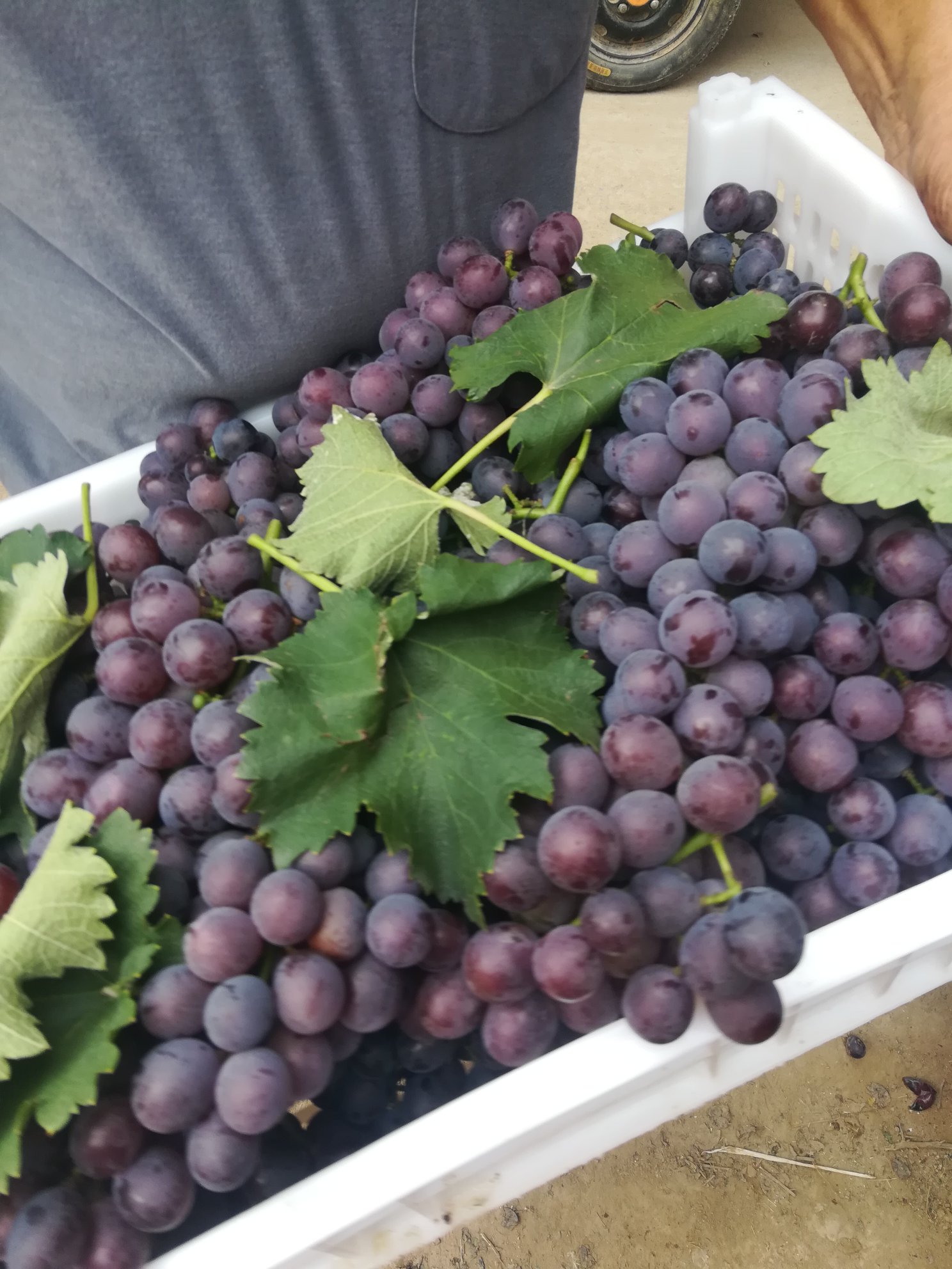 河北邢台巨峰葡萄二茬大串大粒大量供应颜色黑红