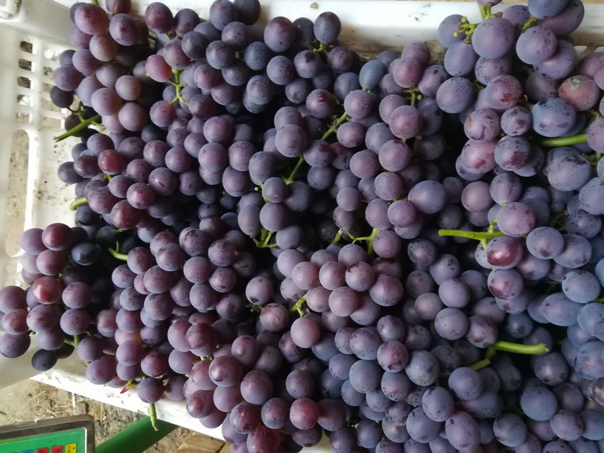 河北邢台巨峰葡萄二茬大串大粒大量供应颜色黑红