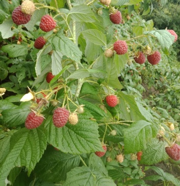 双季树莓苗秋萍预定中