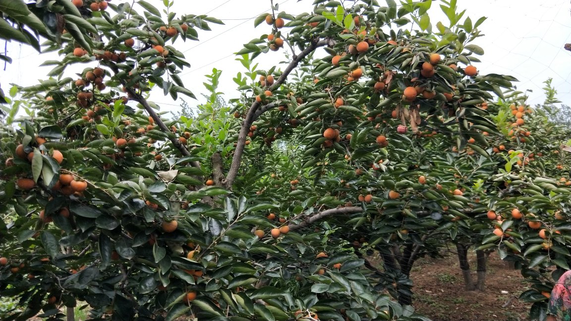 广阔的富有甜柿果园,整齐排列的果树上挂满橙红色果实,果农正在采摘 富有甜柿果园