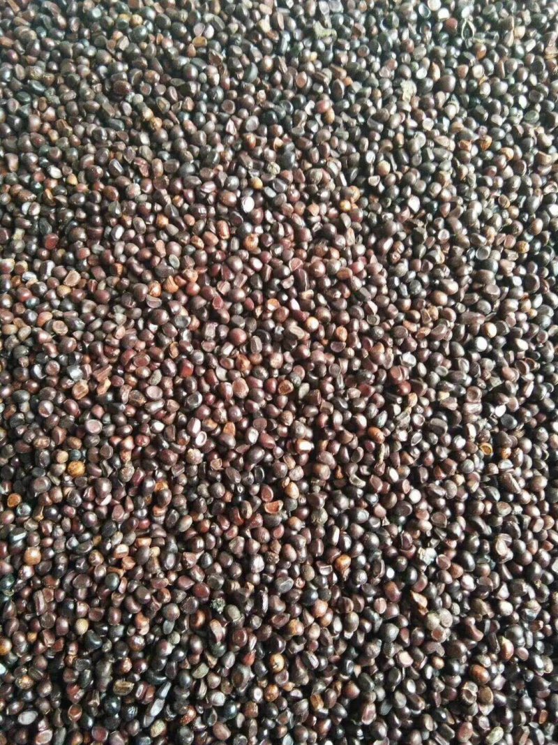 安徽亳州谯城区芍药种子 13.00元/斤芍药籽