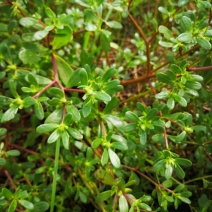 马齿菜。五斤带发