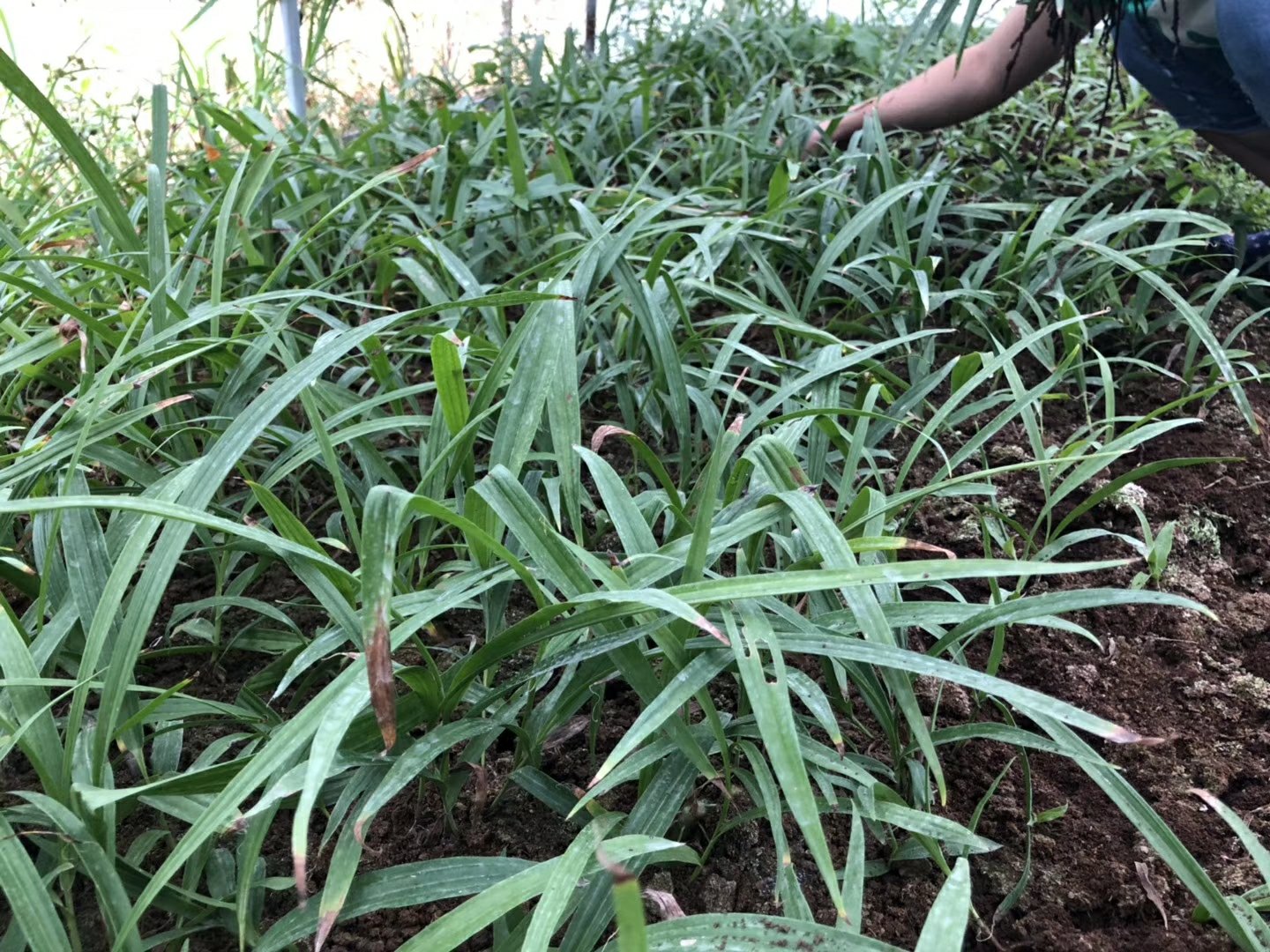 白芷种植田实景