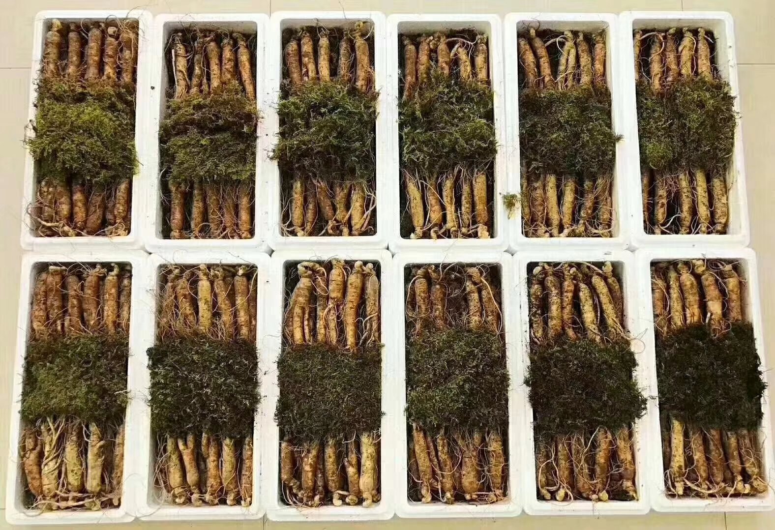 身穿白色实验服的技术人员在现代化实验室中操作液相色谱仪,屏幕上显示人参皂苷和乙醇浓度分析图谱,桌面上摆放多个标有‘鲜人参保鲜液’字样的试管 实验室人员正在检测人参保鲜液成分