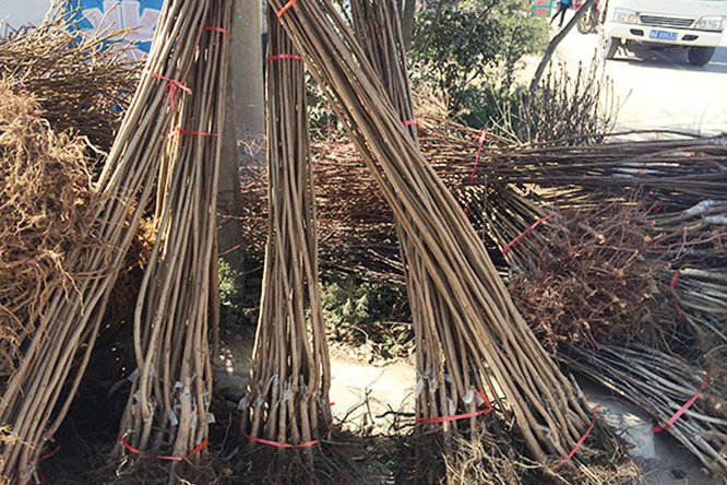西红柿定植后生长良好,正在进行整枝打顶操作 西红柿定植与田间管理