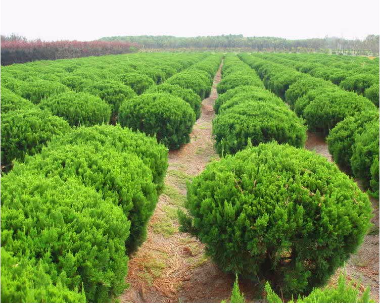 龙柏的螺旋状枝条形态