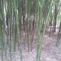 现有竹子，因拆迁对外出售