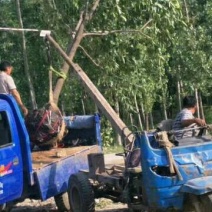 柿子树
