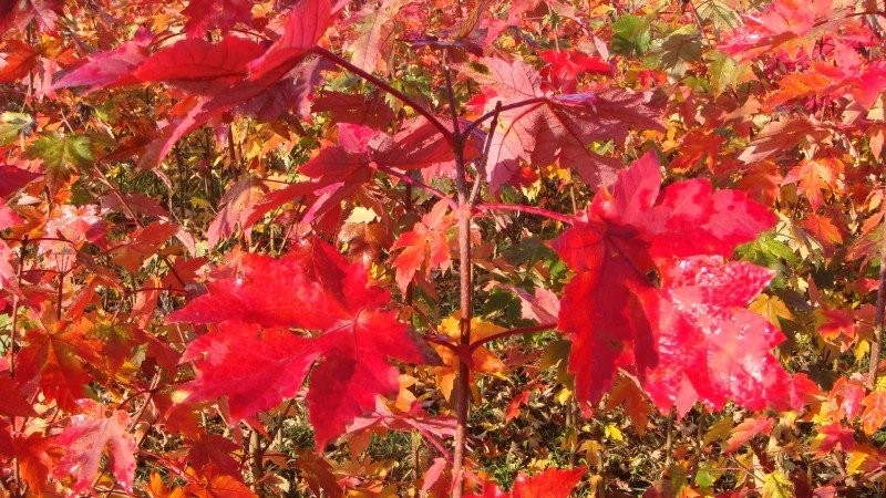 北美红枫苗‘秋火焰’成片种植效果