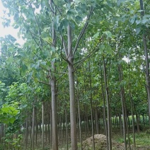 金丝楸