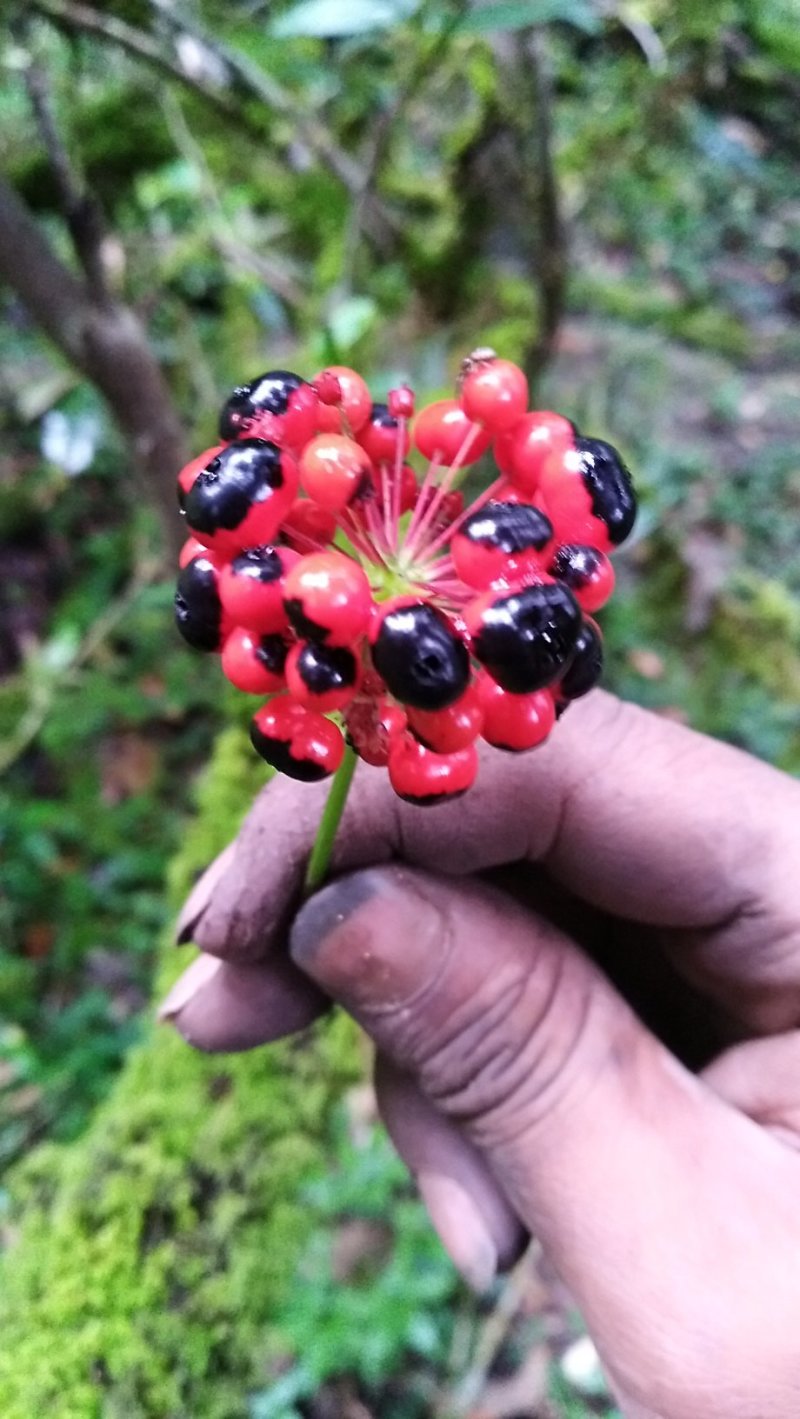 珠子参纽子七扣子七野三七科属野生的.