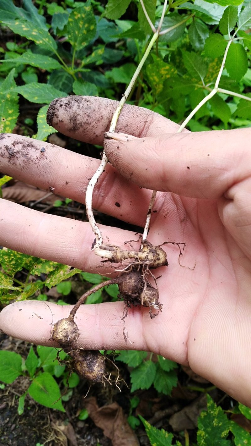 珠子参纽子七扣子七野三七科属野生的.