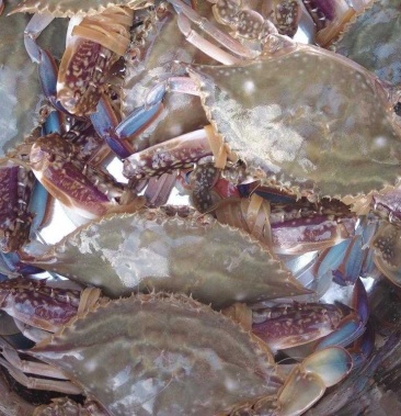 江苏吕四梭子蟹,渔船一手货源