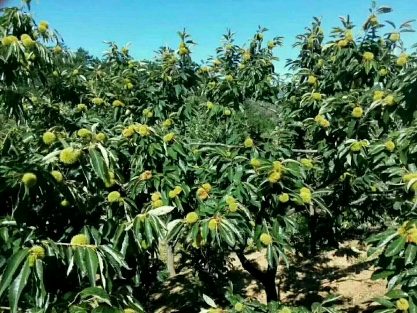 航拍视角下的迁西县板栗生态种植园,连绵起伏的丘陵上分布着成片的板栗树林,树木排列整齐,树冠浓密呈墨绿色,林间可见果农正在手工采收带壳板栗,远处有晾晒场和小型加工厂 迁西县板栗生态种植园航拍图