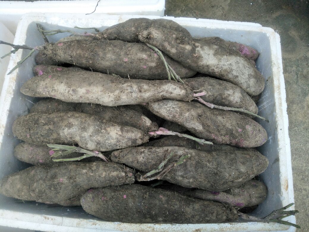 展示新鲜山药与淮山片在不同环境下的保存状态 山药保存环境示意图