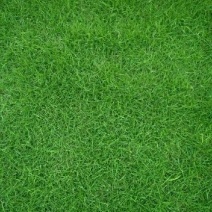 草皮