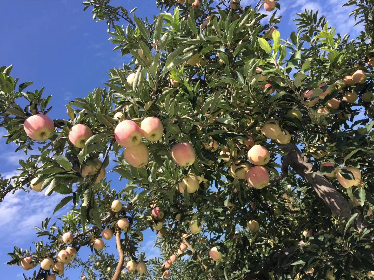 果农在果园中采摘红星苹果