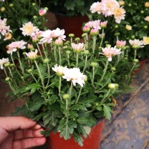 带花苞多品种菊花多年生宿根花卉植物秋菊家菊多头菊花