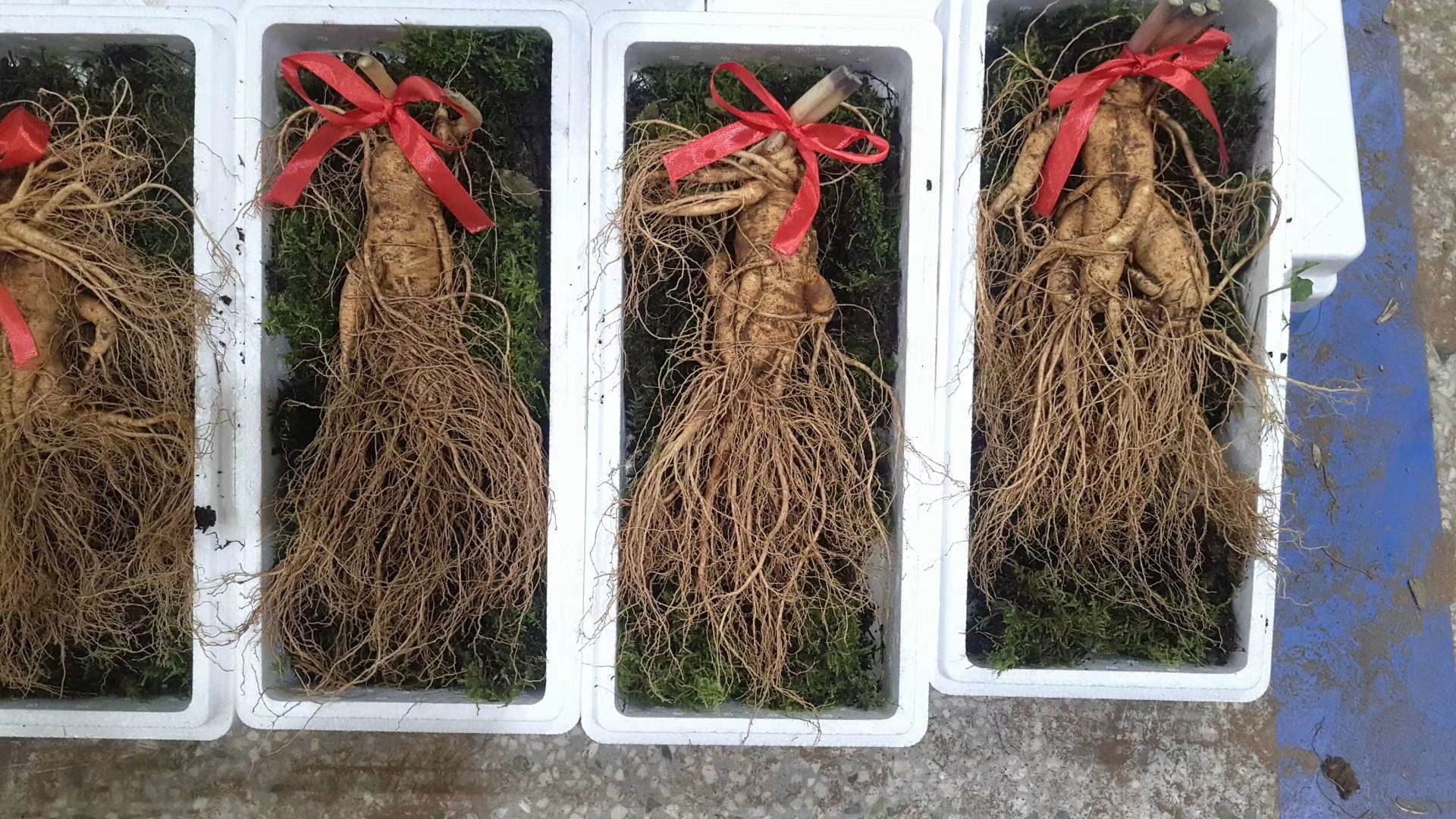 同百参特写照片