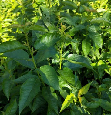 大青叶樱桃嫁接占木基地直发诚信经营