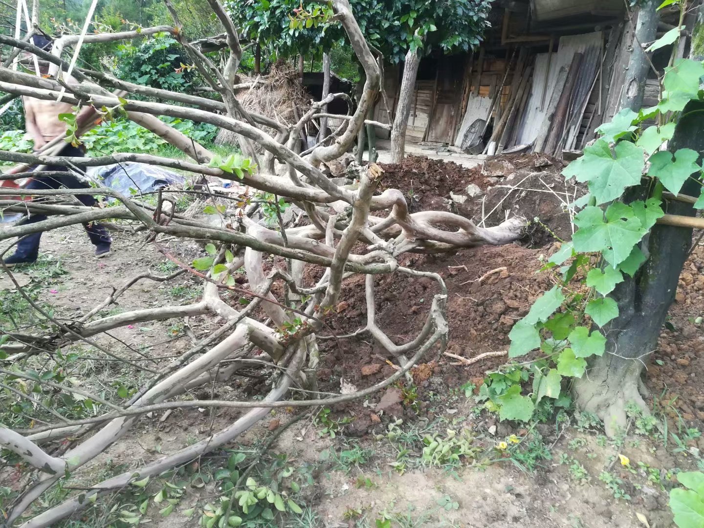 高大的红梅树在自然环境中生长