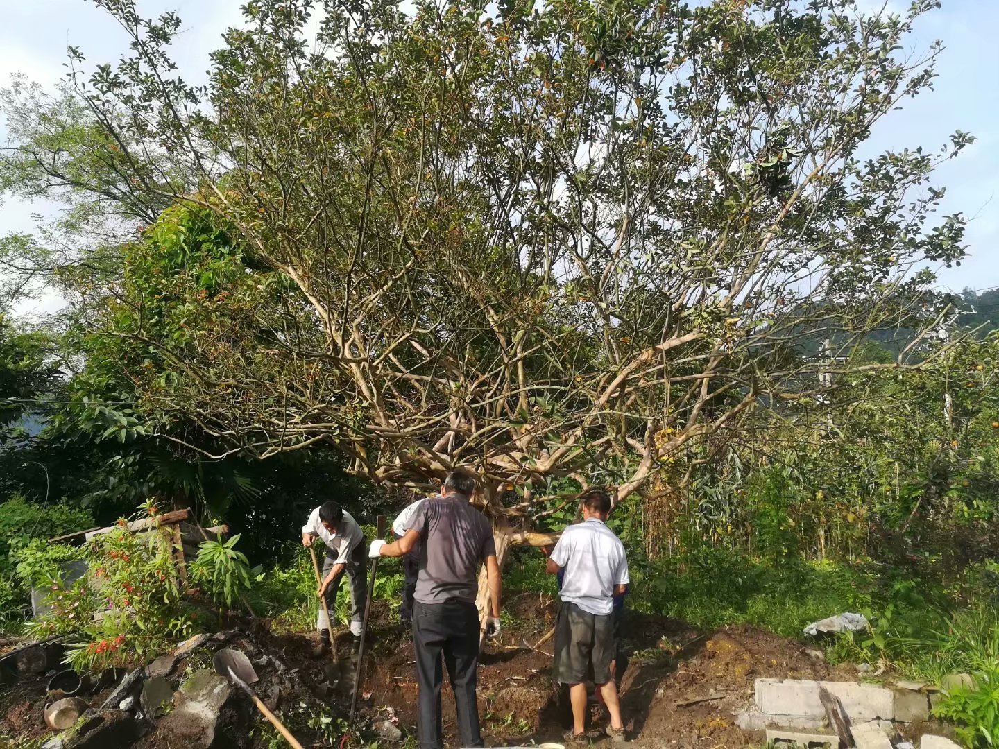 园艺师正在对一株越冬后的松红梅进行修剪作业,手持修枝剪剪除枯枝,地面摆放肥料袋与喷雾器,背景为初春阳光照耀下的庭院 松红梅春季修剪与复苏管理示意图