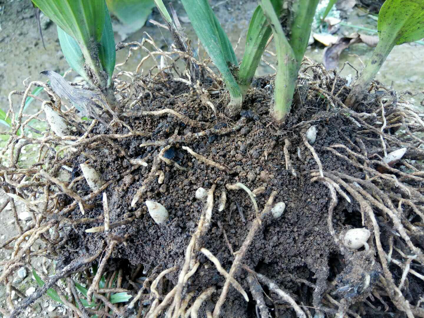 白芷干燥根茎,表面灰白色,质地坚硬,散发淡淡香气 白芷药材展示