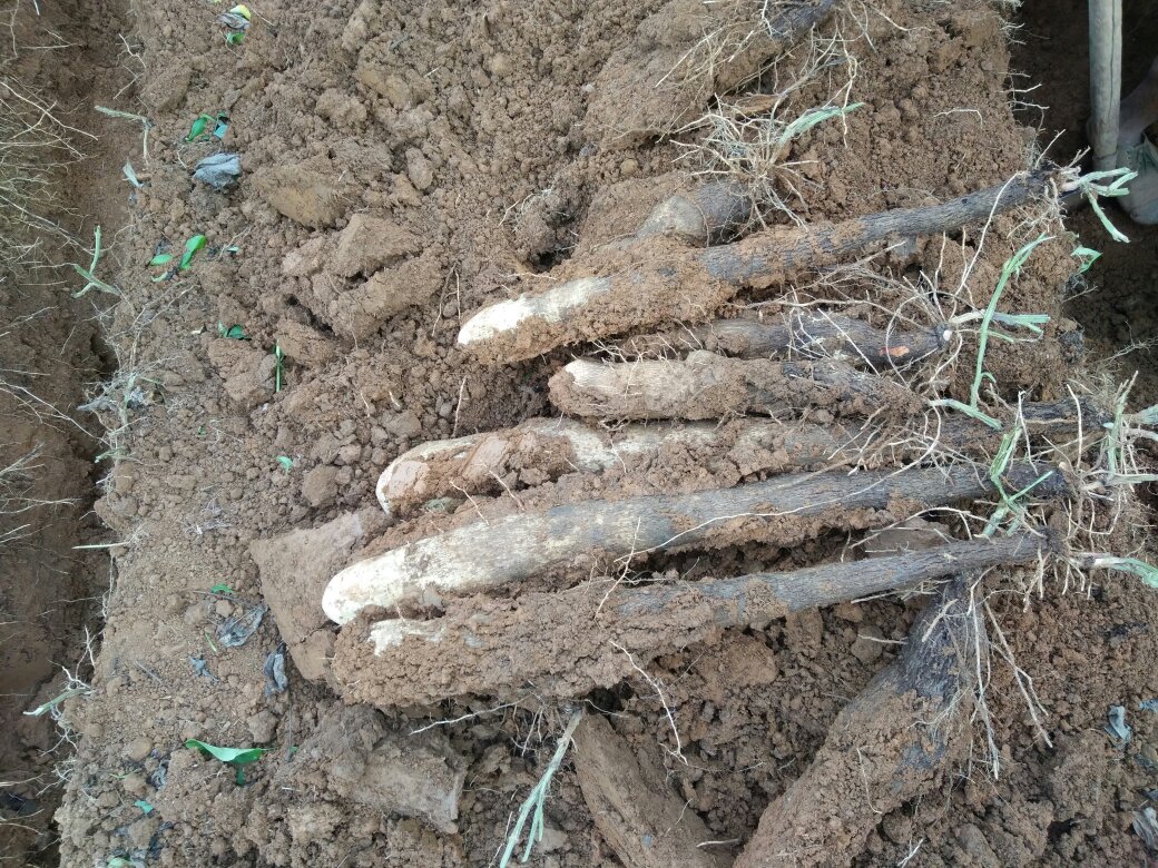 淮山药品种对比图：左为苏蓣1号（淮山药），中为铁棍怀山药，右为桂山药1号（普通山药），三者块茎外形、表皮颜色、须根密度及断面纹理差异显著