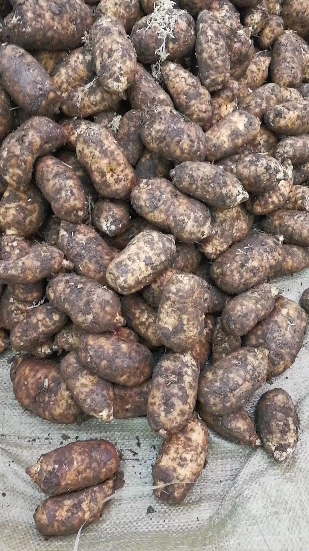 [天麻批发]胡老四小草坝深山竹根野生乌红天麻批发零售价格12.