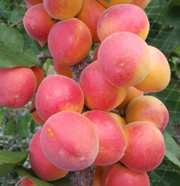 丰园红杏,珍珠油杏树苗,品种纯正质量保证成活率高