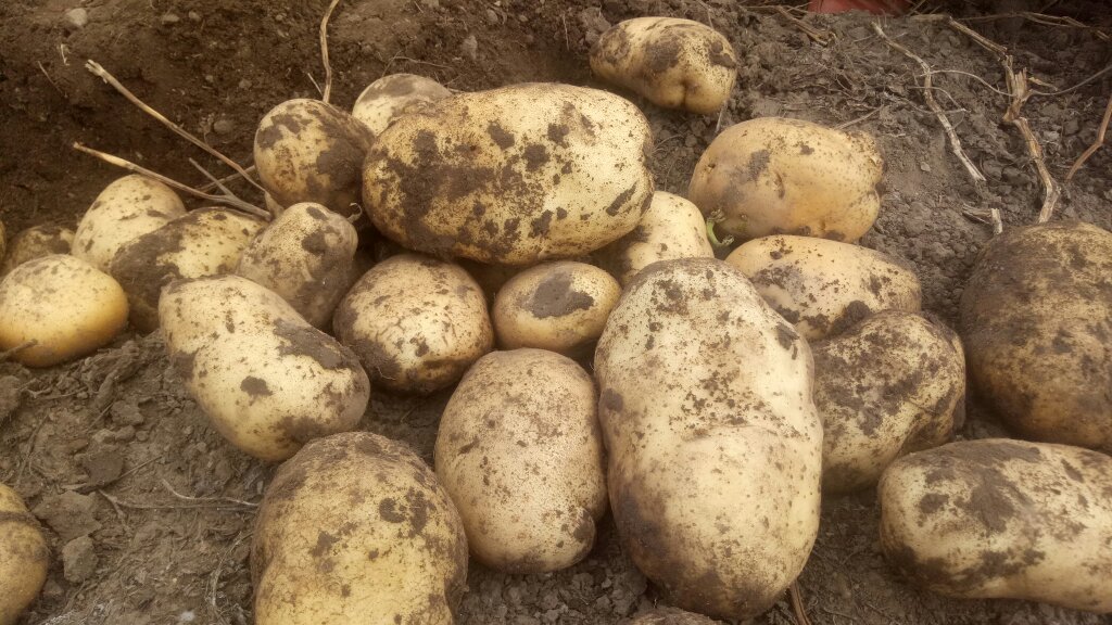 土豆226采收现场图