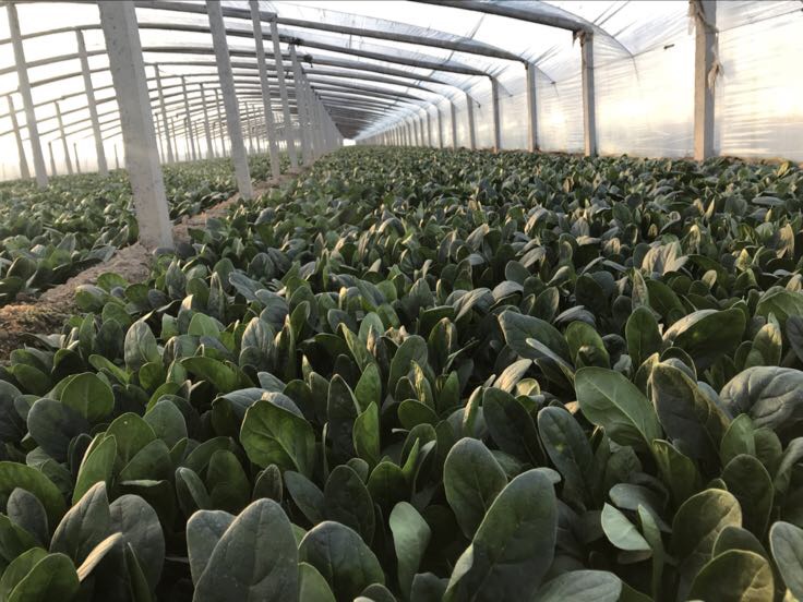 华菠1号小叶菠菜田间生长实景