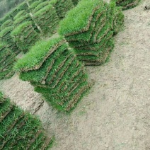 马尼拉草皮