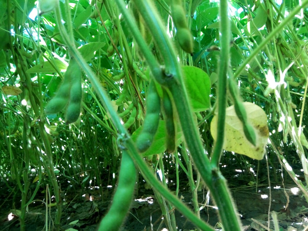 黑豆种植场景:展示田野中生长的黑豆植株及其成熟豆荚 黑豆种植场景