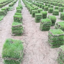 马尼拉草草皮精品草卷30*30*3/捆