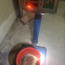 胡子鲶