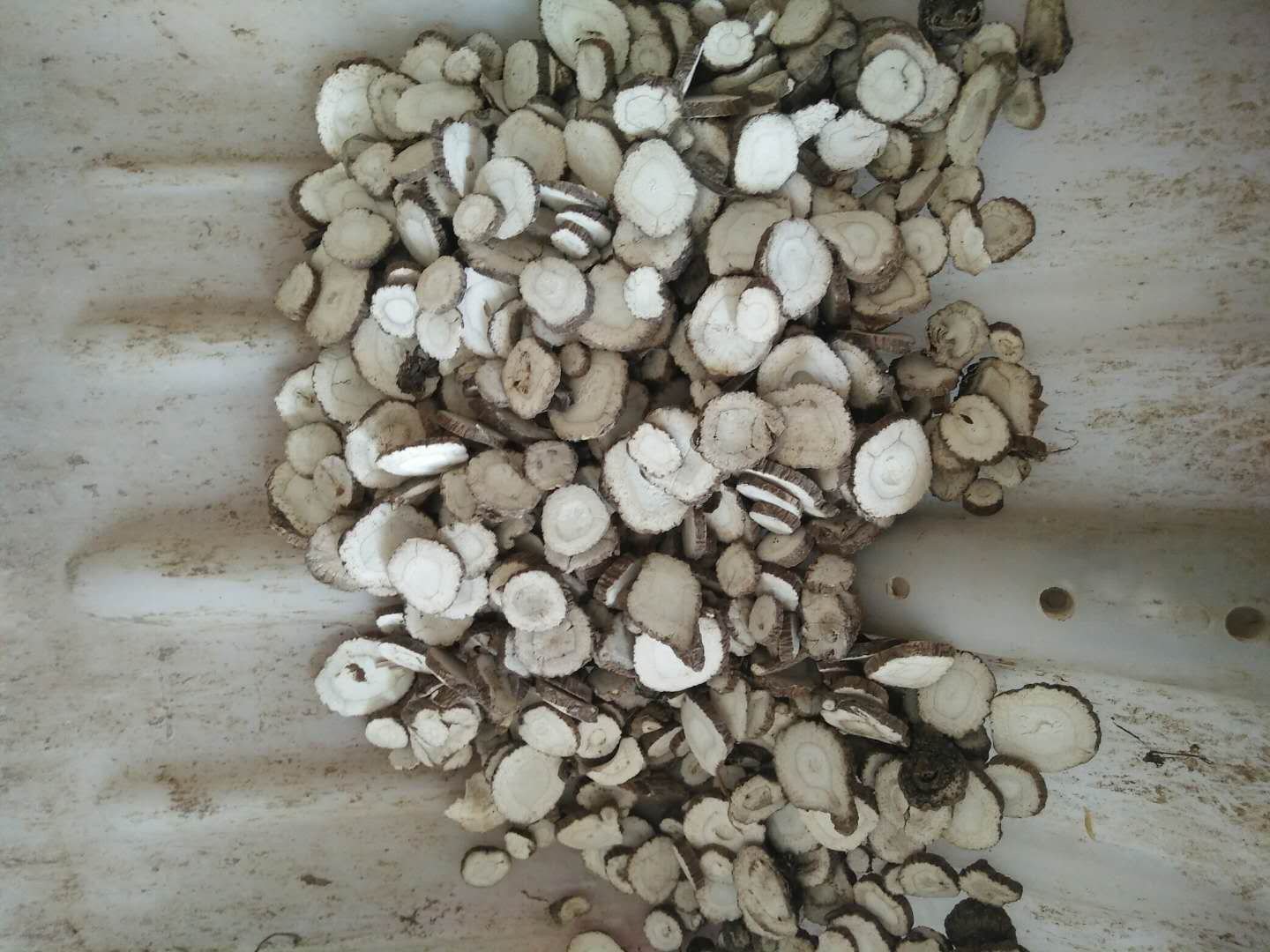 干燥的白芷根呈类圆柱形,表面灰黄色至黄棕色,有纵向皱纹和横向皮孔,断面类白色,质地坚实,气味芳香浓郁,切成约2-3毫米厚的饮片,整齐排列在白色瓷盘中 白芷干燥根切片特写