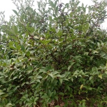 山茶籽苗
