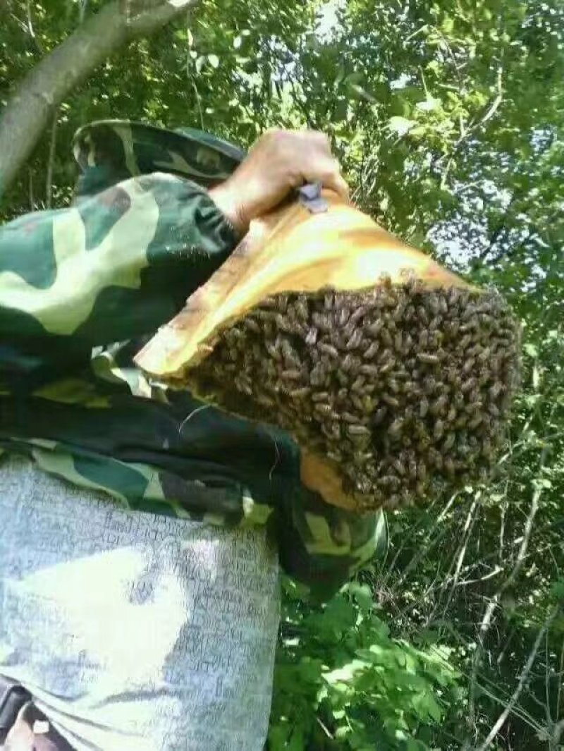 东北长白山山脉纯野山蜂蜜百花蜜中华土蜂百花蜜