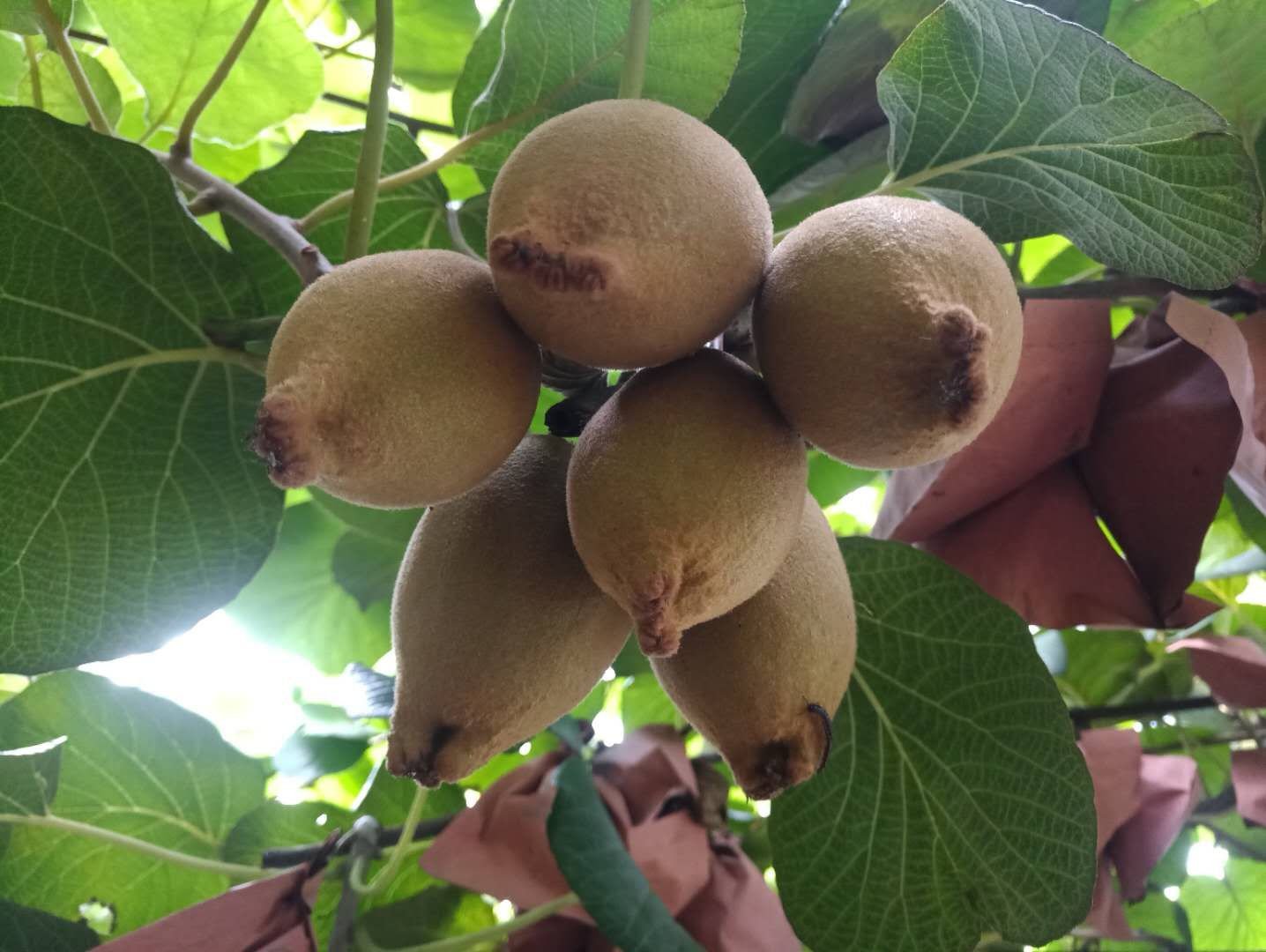 黄心猕猴桃整体外观特写