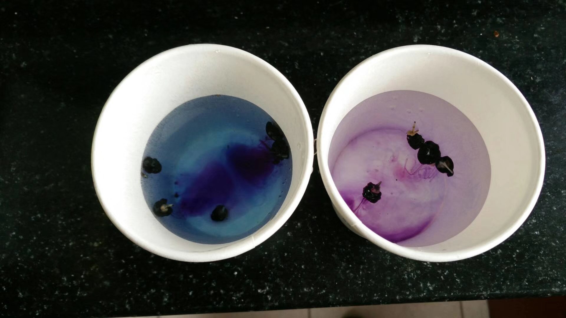 左侧烧杯为黑枸杞泡水过程,初始为紫色,随时间推移逐渐变为蓝色;右侧烧杯为红枸杞泡水,始终为淡黄色至琥珀色。旁边放置pH试纸显示水质酸碱度,并配有紫外可见分光光度计曲线图展示两种提取液在520nm处的吸光差异 黑枸杞与红枸杞泡水实验对比图