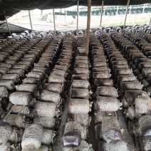 平菇菌棒可以根据客户需求生产