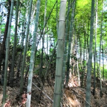 竹子