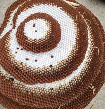 [蜜蜂批发]大黑蜂黄土甲价格115.00元/斤 - 一亩田