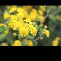 野菊花