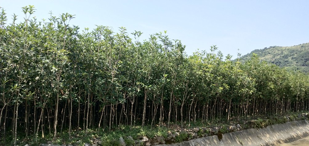 丹桂嘉苑盛开场景