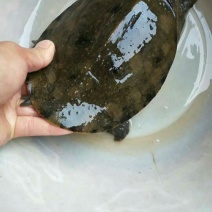 甲鱼精品甲鱼天然甲鱼产地一手货源天然无污染